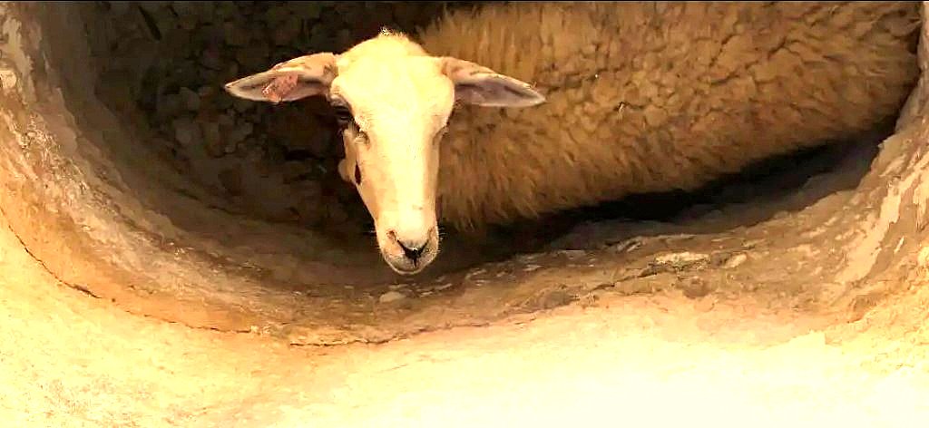 Distressed sheep trapped in prehistorical tomb alerts visiting tour party to its plight